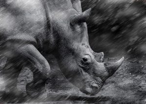 B&W4-Rhino-in-the-rain