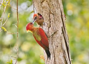 Banded-Woodpecker-feeding