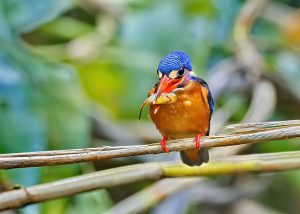 Blue-earred-Kingfisher-caught-a-meal