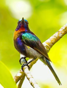 Colors-of-a-Copper-trhoated-Sunbird