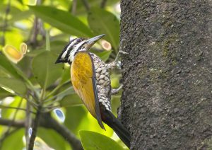 Common-Flameback-Woodpecker