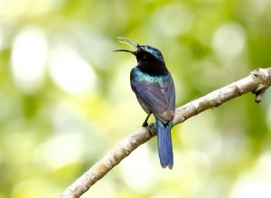 Copper-throated-Sunbird-singing