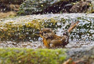 Flycatcher-bathes-in-the-small-pool