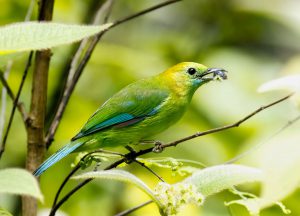 Green-Leaf-bird-with-fruit-in-beak