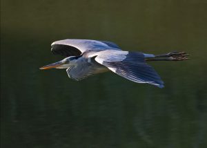 Grey-Heron-in-flight