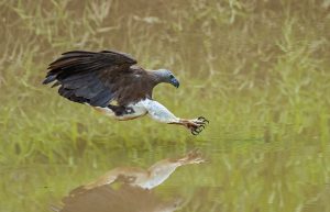 Grey-headed-Fish-Eagle-going-for-the-kill