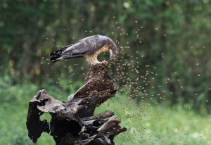 Honey-Buzzard-undeterred-by-bees