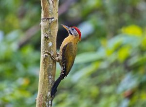 Laced-Woodpecker