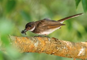 Malayan-Pied-Fantail-with-a-prey
