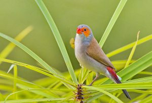 Orange-cheeked-waxbill