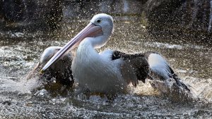 Pelican-Splashing-III-(1920x1080)