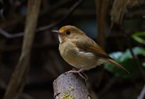 Rufous-browed-Flycatcher