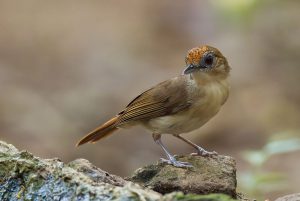 Scaly-crowned-Babbler