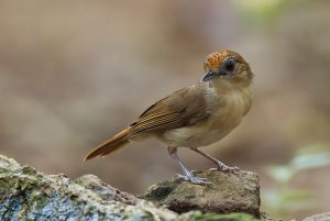 Scaly-crowned-Babbler