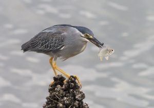 Striated-Heron-caught-a-meal