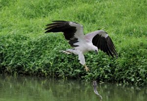 White-bellied-Sea-Eagle-lost-grip-on-its-catch
