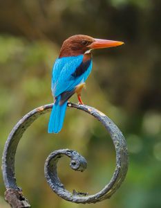 White-throated-Kingfisher-sits-pretty