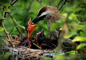 Yellow-vented-bulbul-nesting